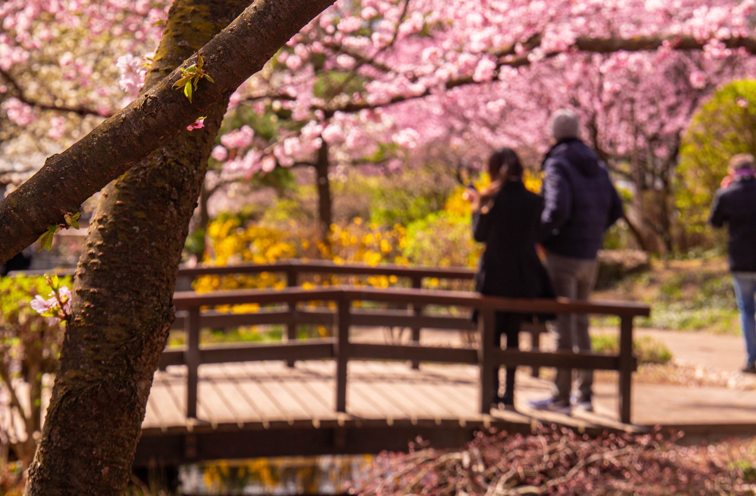 Zwei Personen stehen auf einer kleinen Holzbrücke unter blühenden Bäumen im Frühling.