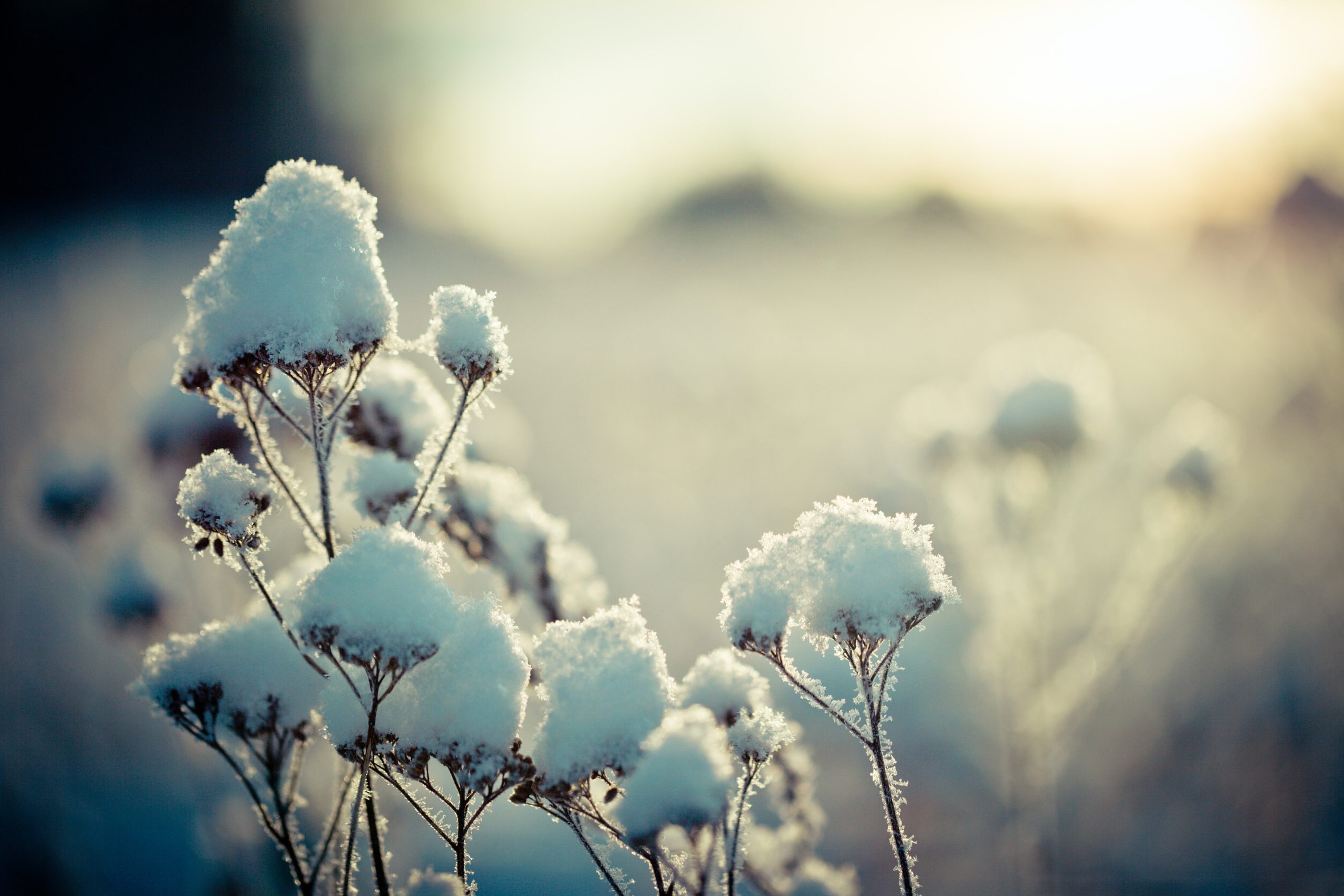 Bild von Schnee bedeckten Pflanzen im Vordergrund und einer unscharfen Winterlandschaft im Hintergrund. Symbol für die kalte Jahreszeit und den fortschreitenden Winter im neuen Jahr