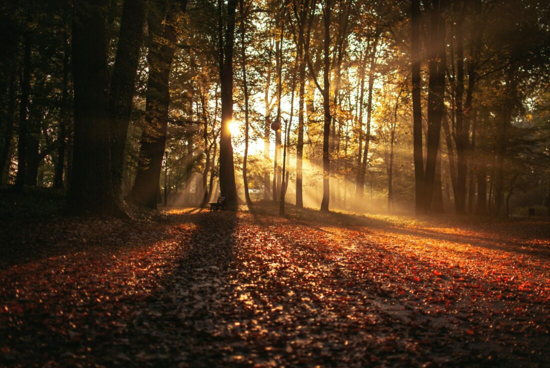 Bild eines Waldes im Herbst. Man sieht die Sonne durch die Bäume hindurchscheinen und einen bedeckten Laubboden. Ein Bild von Herbst in der Natur